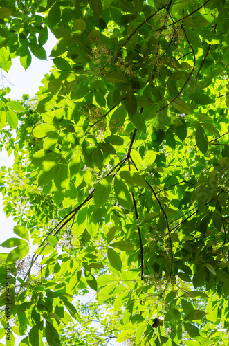 Green Foliage of Para Rubber Tree with Sunlight.