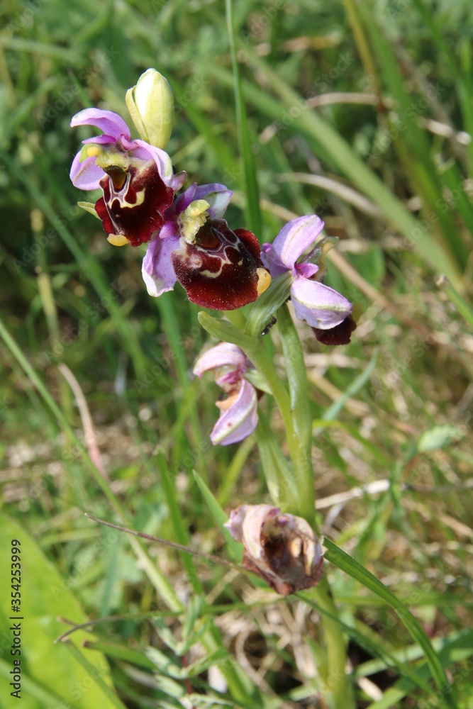 Hummel-Orchidee, wilde Orchidee, Hummel-Ragwurz (Ophrys holoserica) Hummel-Orchidee, wilde Orchidee, Hummel-Ragwurz (Ophrys holoserica)