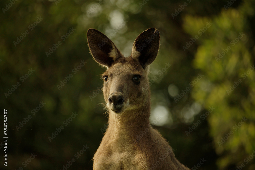 Eastern Grey Kangaroo Portrait