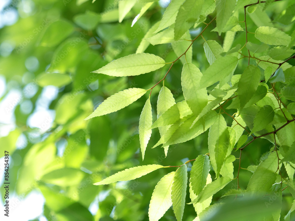 新緑のケヤキの葉
新緑のケヤキの葉