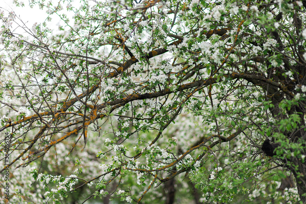 spring in the garden spring in the garden