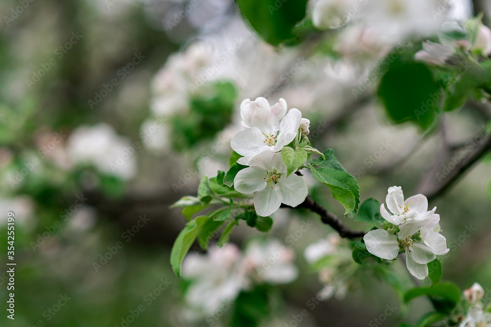 apple tree flowers