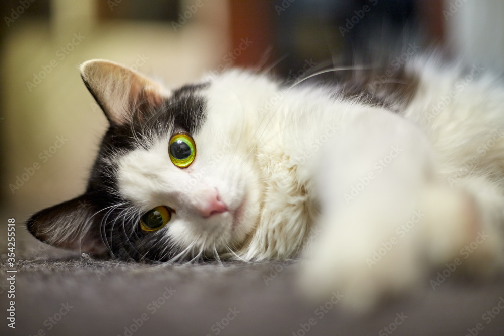 Cute young black and white cat in the room Cute young black and white cat in the room