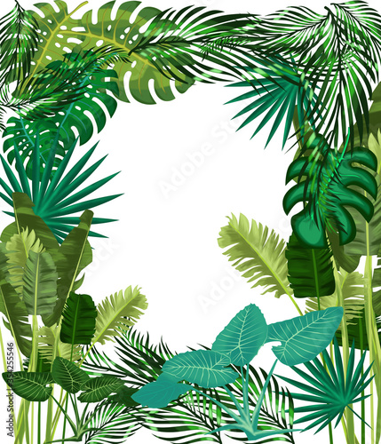 Fototapeta Naklejka Na Ścianę i Meble -  On a white background exotic plants and monstera leaves in the jungle, green succulent leaves 
