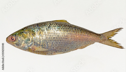 Fresh tenualosa ilisha or hilsa fish on white background. photo