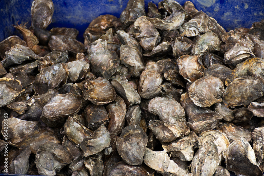 Oysters in plastic tank for sale customer in local market seafood shop of Ban Bang Krachao fishing village at Samut Sakhon, Thailand