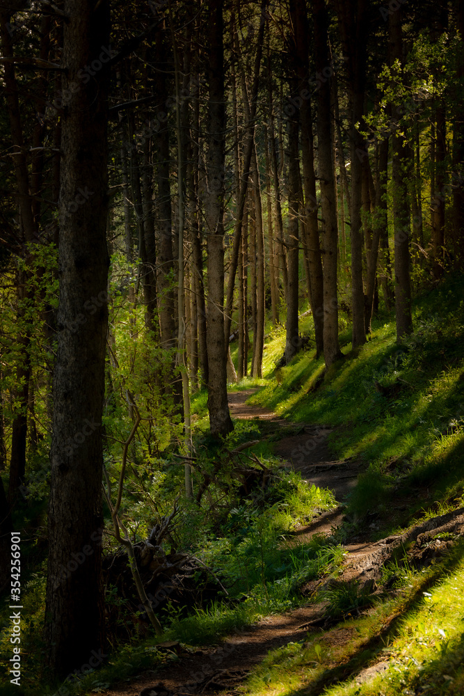 Fototapeta premium Camino del Gall de Bosc