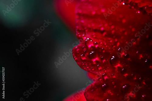Macro Close up Shot of Many Water Drops on red petal .