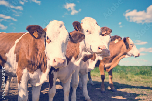 Troupeau de vaches au soleil dans les champs.