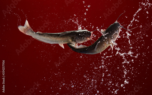Living fish flying with water flowers in the red background