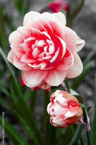 Fototapeta Naklejka Na Ścianę i Meble -  A bright red peony tulip grows on a garden bed. Spring flowers.