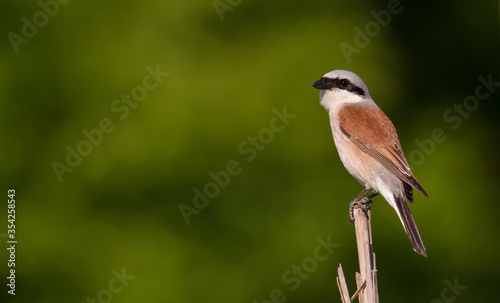 Red-backed shrike, Lanius collurio. Adult male sits on a broken stalk of reed near the river