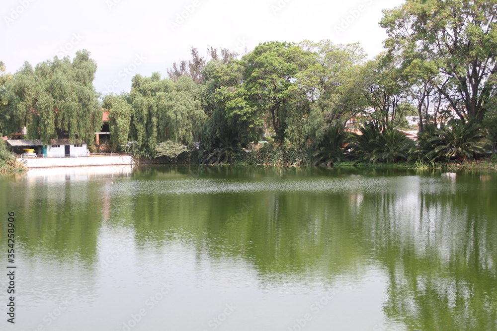 lake in the forest