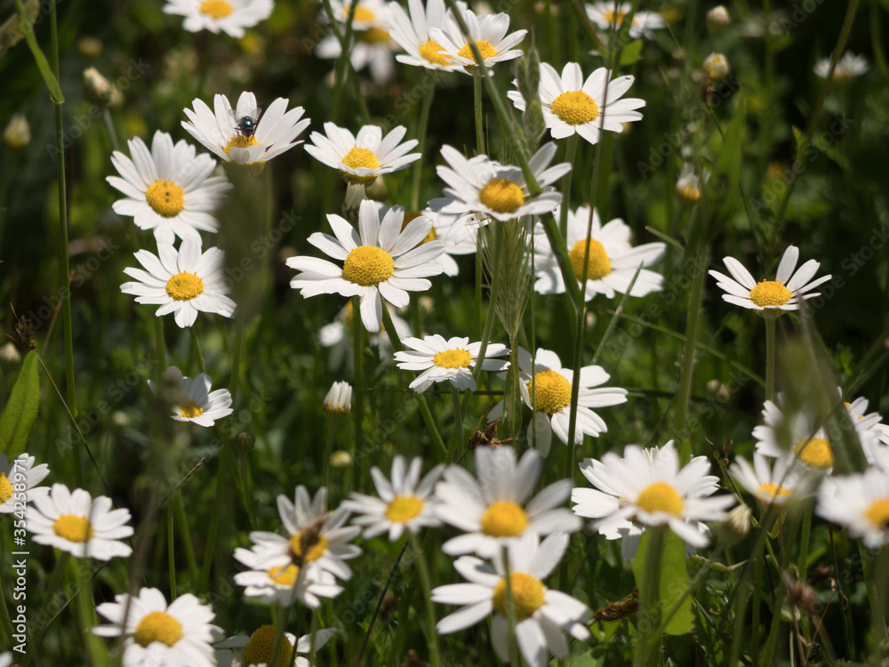 Fototapeta premium Close up of meadow full of daisies in spring.