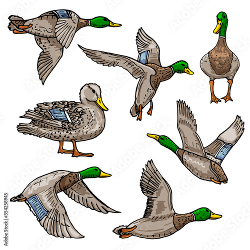 vector sketch wild bird