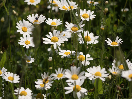 Close up of meadow full of daisies in spring.
