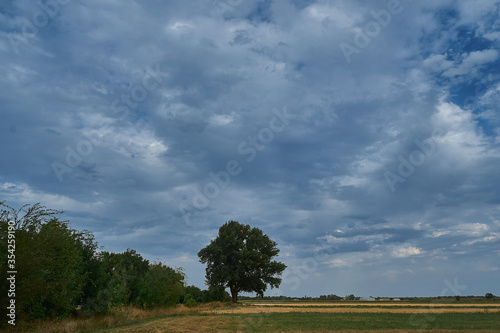 A large tree in a field