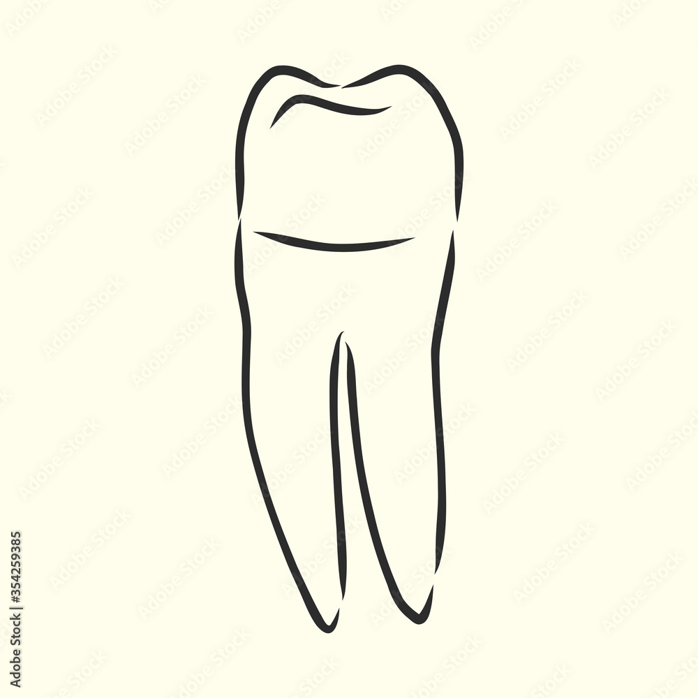 Hand-drawn black lines sketch molar, illustration, design brochures for dentistry, medical manuals, books or packaging, isolated vector . human tooth, vector sketch illustration Hand-drawn black lines sketch molar, illustration, design brochures for dentistry, medical manuals, books or packaging, isolated vector . human tooth, vector sketch illustration