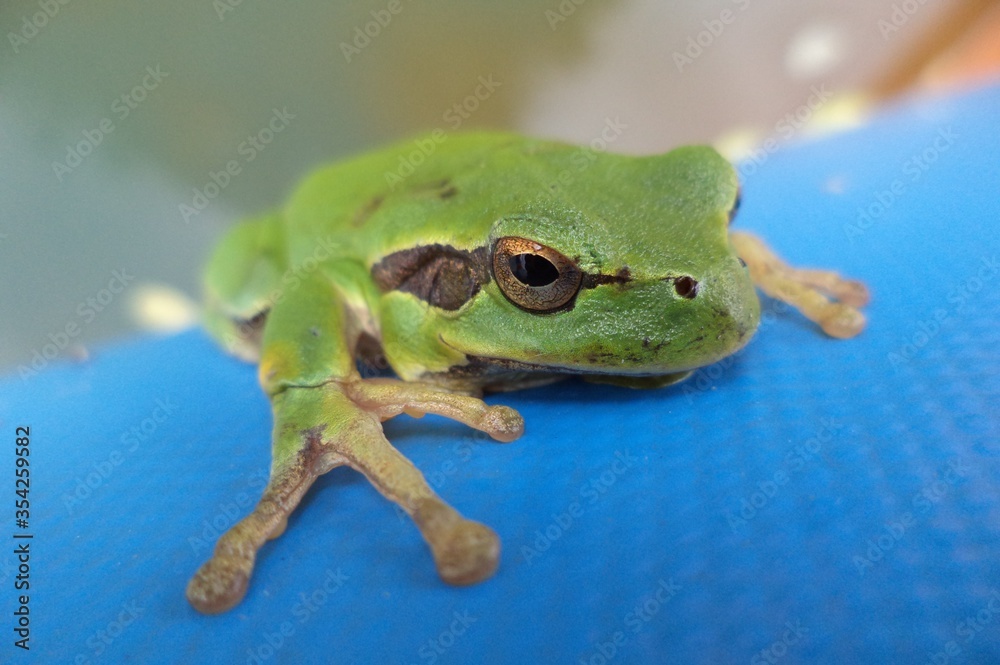 Obraz premium Green frog