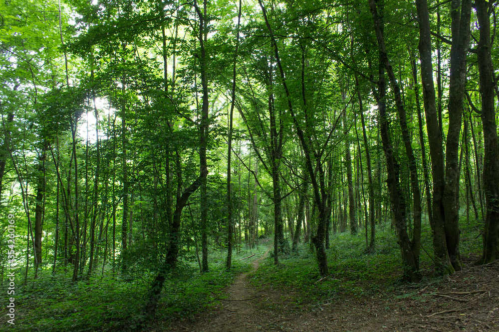 green fresh new spring leaves tree forest with walk way in the morning green fresh new spring leaves tree forest with walk way in the morning
