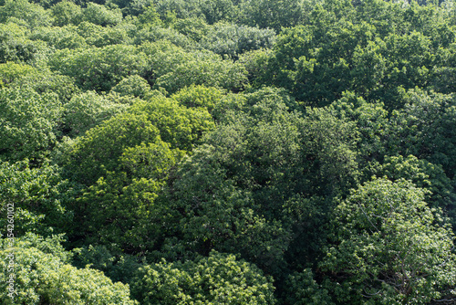 Texture of European forest canopy in springtime 