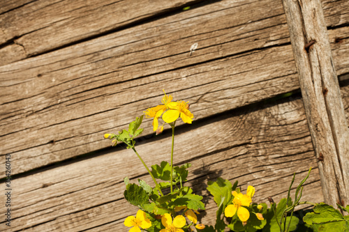 yellow flower against the background of an old fence in a Russian village in the country