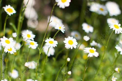 energy of wild flowers - daisies with blurry effect in springtime