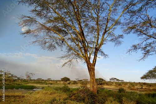 Vachellia xanthophloea