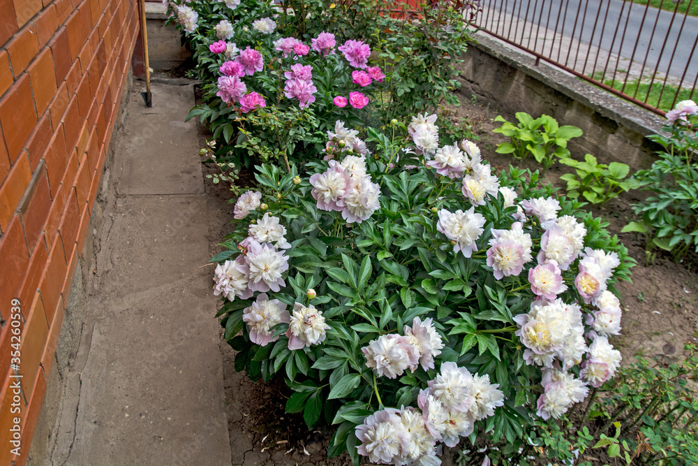 Fototapeta premium Flowers peony