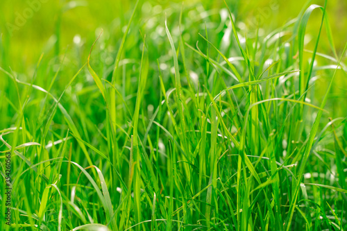 green grass texture. background of green grass with selective focus.