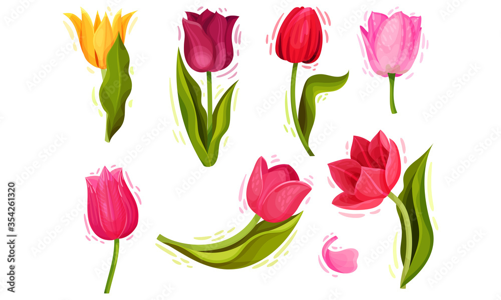 Cup-shaped Tulip Flowers with Bright Actinomorphic Buds on Green Stem with Cauline Leaves Vector Set. Spring-blooming Perennial Herbaceous Bulbiferous Plant. Cup-shaped Tulip Flowers with Bright Actinomorphic Buds on Green Stem with Cauline Leaves Vector Set. Spring-blooming Perennial Herbaceous Bulbiferous Plant.