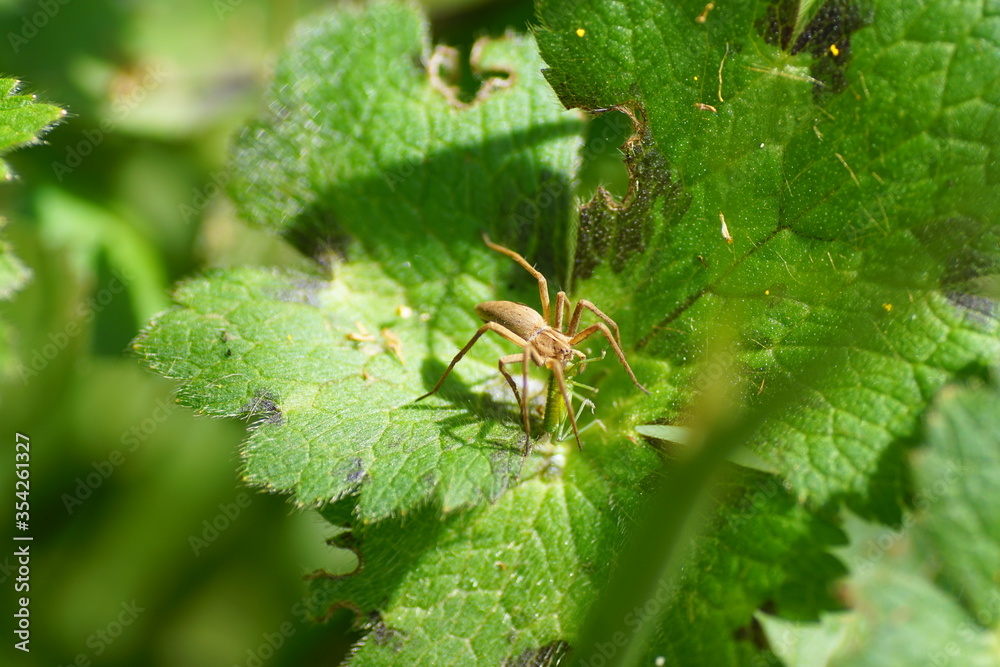 spider on a leaf, eating grasshopper spider on a leaf, eating grasshopper