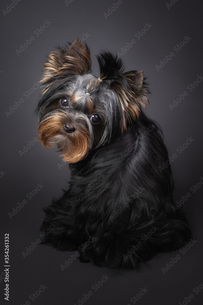 Yorkshire Terrier puppy looks at you on a gray background