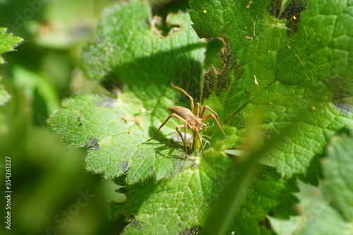 spider on a leaf, eating grasshopper photo