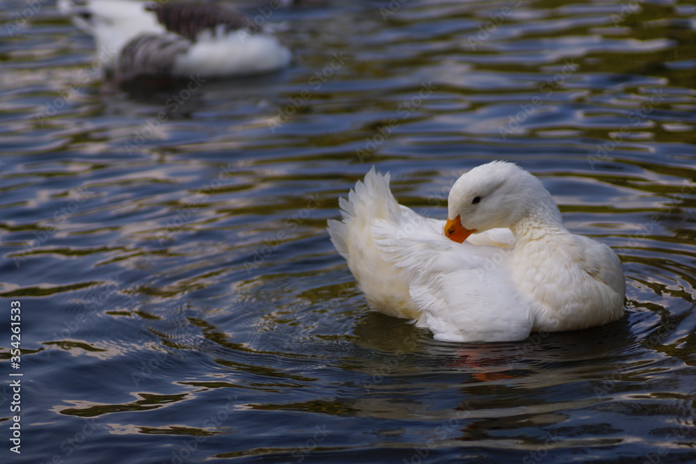 white duck swimming in the lake