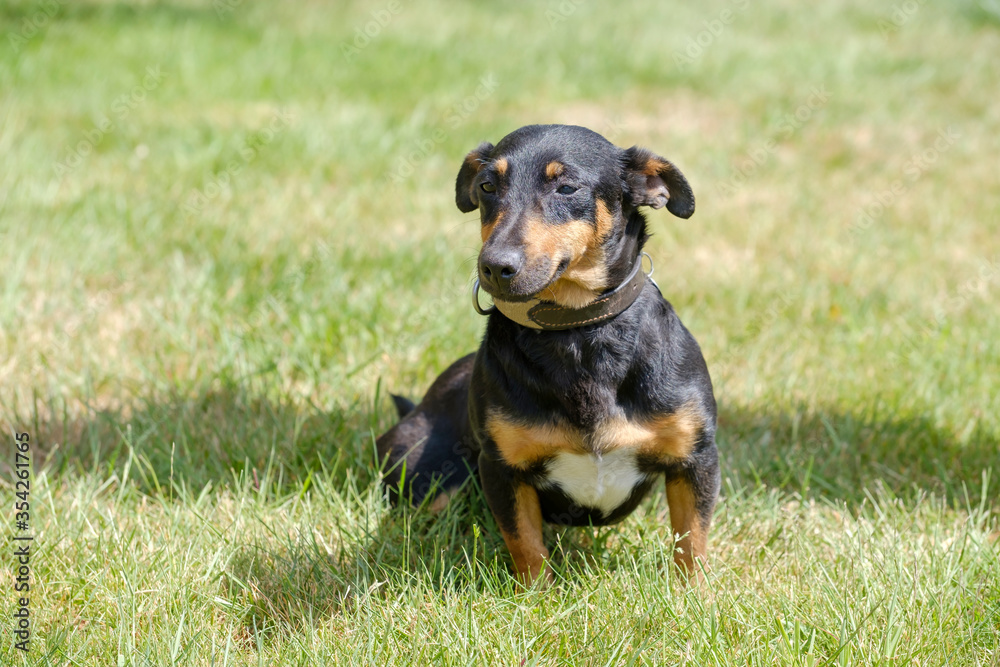 Black and tan Jack Russell Terrier posing in full body, sits in the grass with shadow Black and tan Jack Russell Terrier posing in full body, sits in the grass with shadow