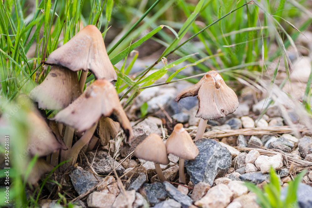 Lots of tiny wild mushrooms in the woods Lots of tiny wild mushrooms in the woods