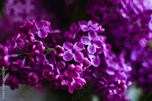 Macro image of spring lilac violet flowers  abstract soft floral background