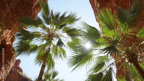 Bend palm trees in the Mini Palms Gorge section of the Purnululu National Park in Western Australia. photo