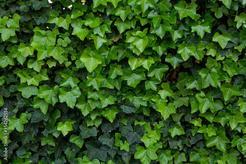 Canvas-taulu green ivy on wall