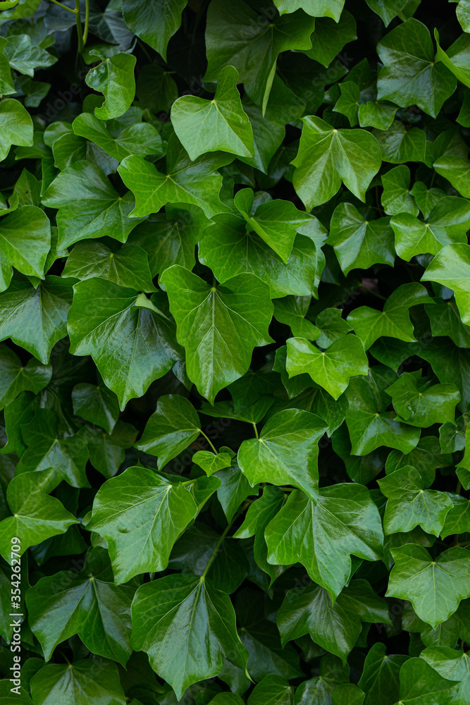green leaves background green leaves background