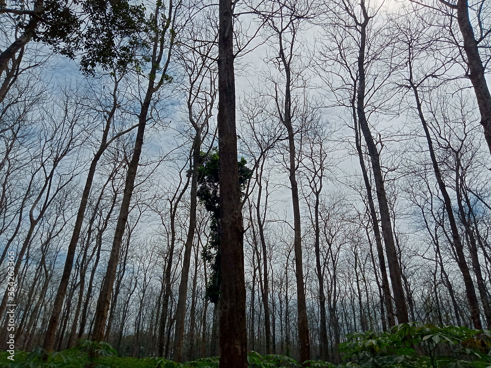 Teak trees that are blossoming with a view of the blue sky and sunlight Teak trees that are blossoming with a view of the blue sky and sunlight