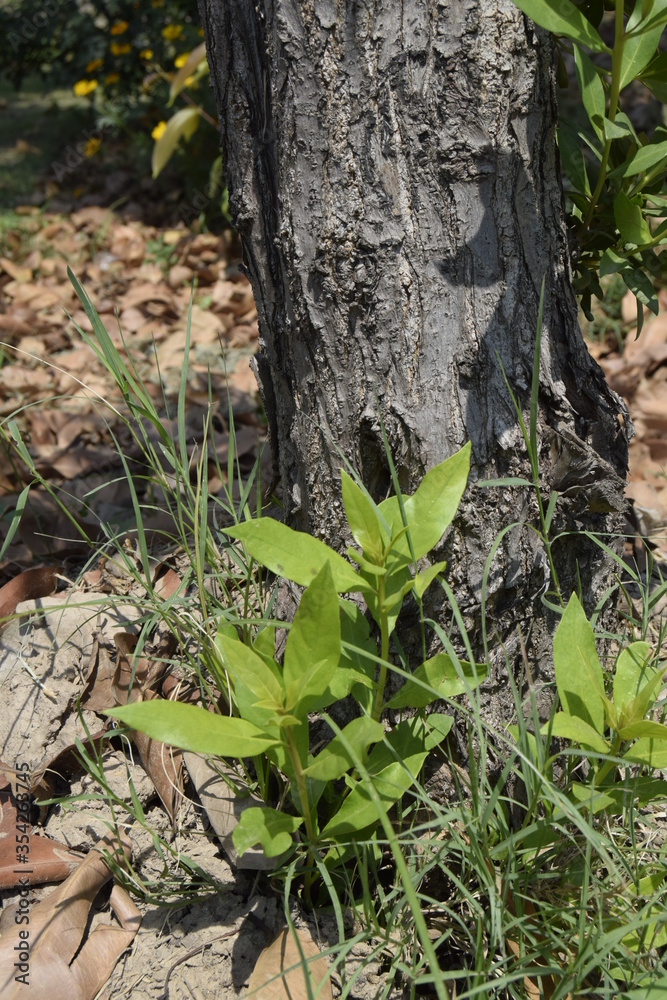 Close-up of green bunch with brown tree bark texture and green Bokeh background, texture of tree trunks with some appearing blurred, Bark of tree, Selective focus. Close-up of green bunch with brown tree bark texture and green Bokeh background, texture of tree trunks with some appearing blurred, Bark of tree, Selective focus.