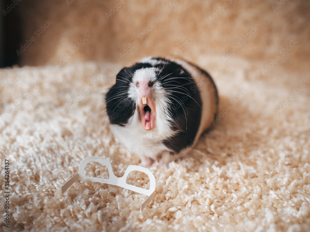 Guinea pig asking for help. Loss of vision. Portrait of a cute pet on a