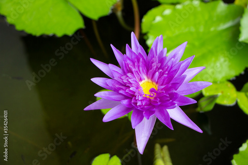 Blooming purple lotus flower in pond