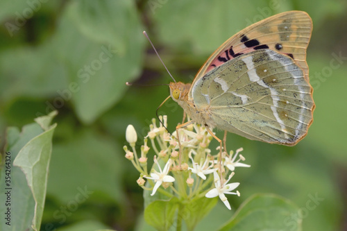 Silver washed Fritillary underwing butterfly photo