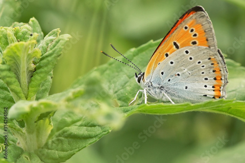 Silver washed Fritillary underwing butterfly photo