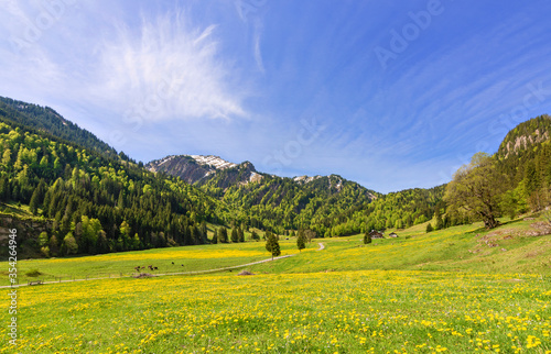 Wallpaper Mural Colorful alpine landscape with mountains, forest and yellow spring meadow under blue sky. Allgäu Alps, Bavaria, Germany Torontodigital.ca