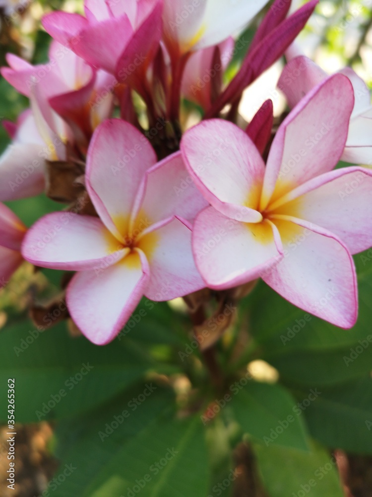 A pink flower A pink flower