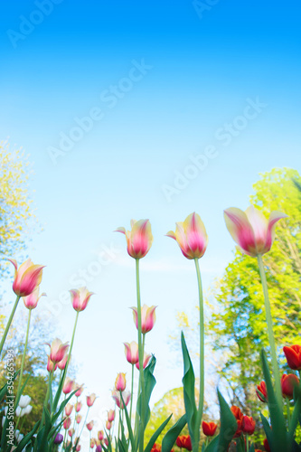 Fototapeta Naklejka Na Ścianę i Meble -  White and pink tulips on the background of blue sky and green grass close-up in sunny summer day.
